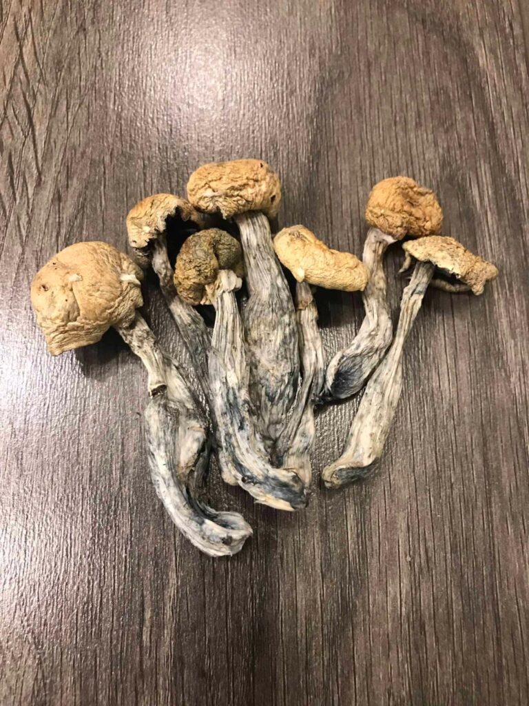 magic mushroom legal in uk