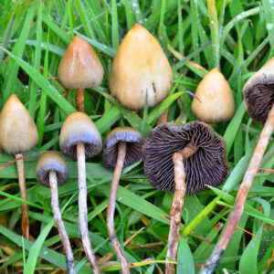 Where To buy magic mushroom online UK No Further a Mystery