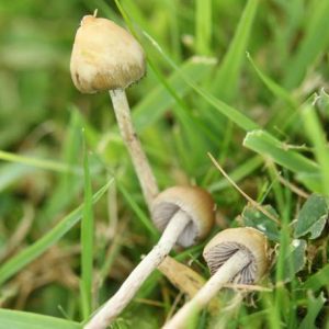 Are magic mushroom legal in UK?
