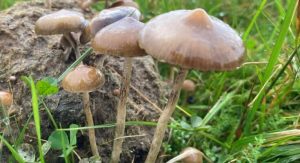 Buy magic mushroom online in uk