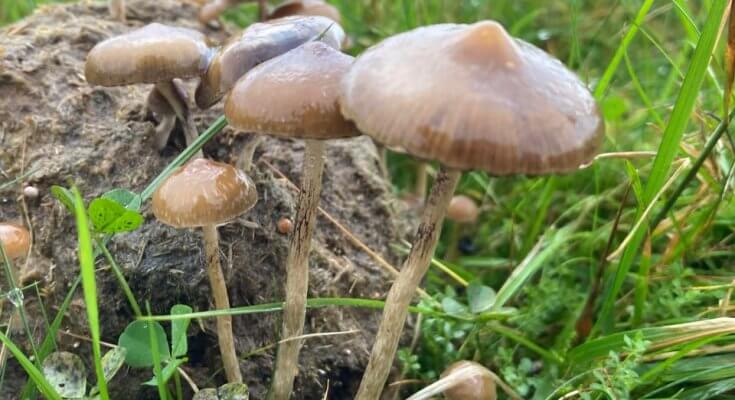 5 Species Of Magic Mushroom That Grow Wild In The UK