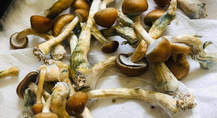 Buy magic mushrooms UK | Buy psilocybin UK| Delivery Near me