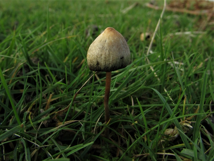 Buy psilocybin mushrooms online in UK/mushroomfarm