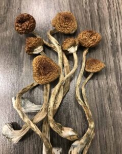 Magic Mushroom Chocolate Bars for Sale with UK Delivery – Buy Now at UK Mushroom Farm
