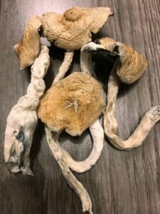 How Do Magic Mushrooms Work? A Science-Based Explanation (2026)