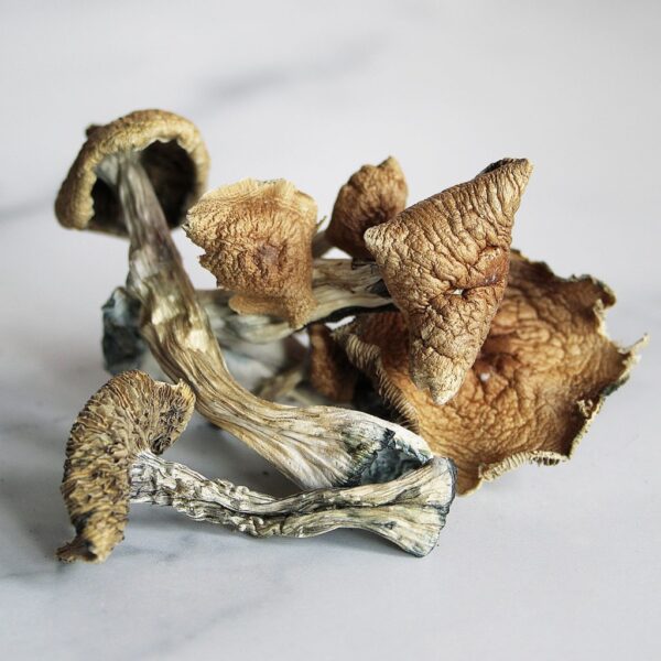 Magic Mushroom Dispensary UK: Where to Legally Buy Psilocybin Spores, Kits & More