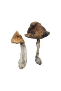 Psilocybin (Magic Mushrooms) Benefits for Health: What Science Says (2026)