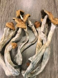 Buy Magic Mushrooms Online UK Safe Shopping Guide 2026