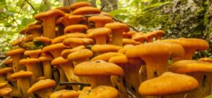 How Magic Mushrooms Can Help Fix Depression|Anxiety|PTSD| and ADHD in the UK