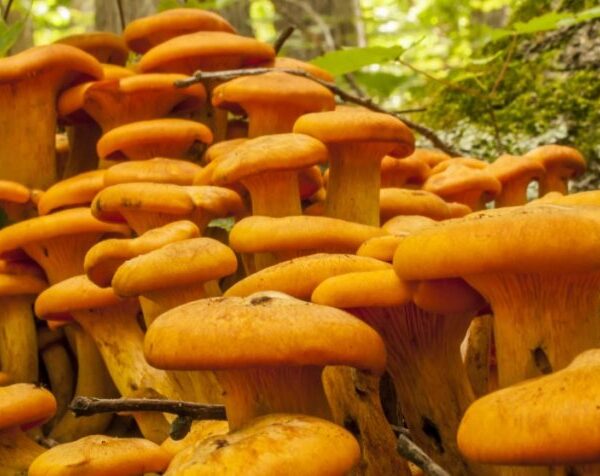 How Magic Mushrooms Can Help Fix Depression|Anxiety|PTSD| and ADHD in the UK