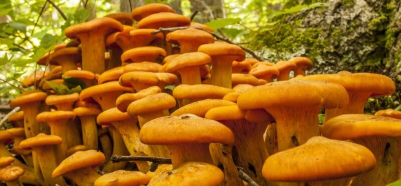How Magic Mushrooms Can Help Fix Depression|Anxiety|PTSD| and ADHD in the UK