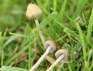 Can You Buy Magic Mushrooms in the UK? The Complete 2025 Guide