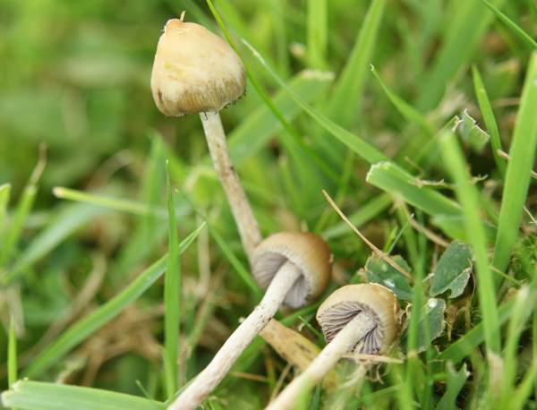 Can You Buy Magic Mushrooms in the UK? The Complete 2025 Guide