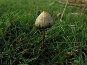 Buy Magic Mushrooms Online UK Fresh Organic Gourmet 2026