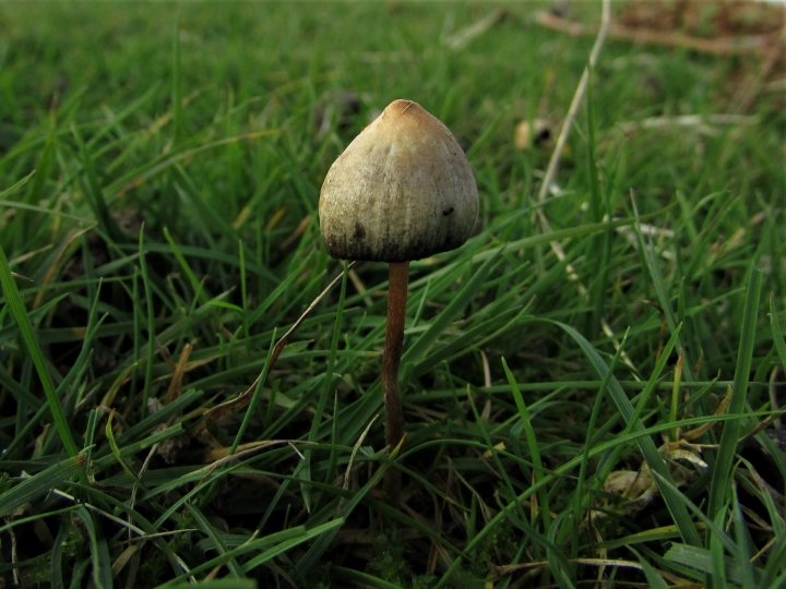 Buy Magic Mushrooms Online UK Fresh Organic Gourmet 2026