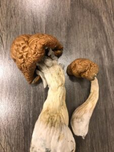 The Healing Power of Magic Mushrooms for Depression and PTSD