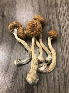 Where To Get Microdosing Mushrooms In The UK And Europe