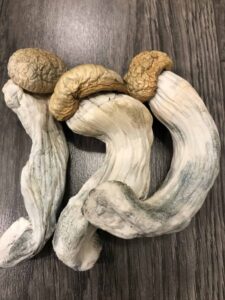 Best Magic Mushroom Locations Near London UK