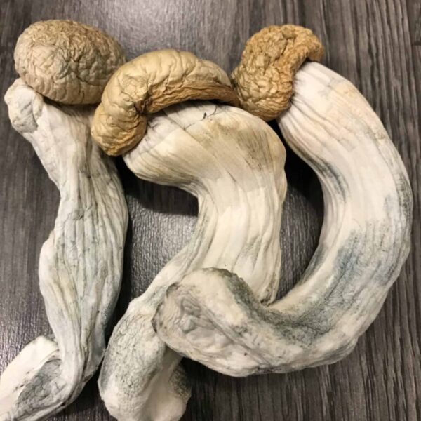 Best Magic Mushroom Locations Near London UK