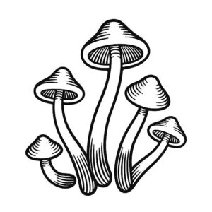 Where to Find High-Quality Magic Mushrooms