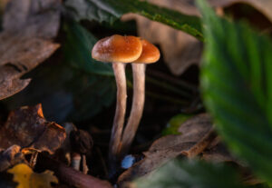 How Long Do Shrooms Last? A Complete Guide to Magic Mushroom Duration