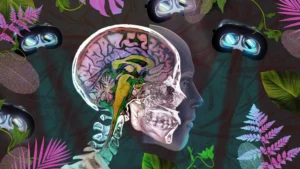 Psychedelic Vendors in the UK - Buy Magic Shrooms UK