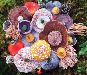 Buy Psilocybin for Anxiety in the UK: A Natural Approach to Mental Wellness