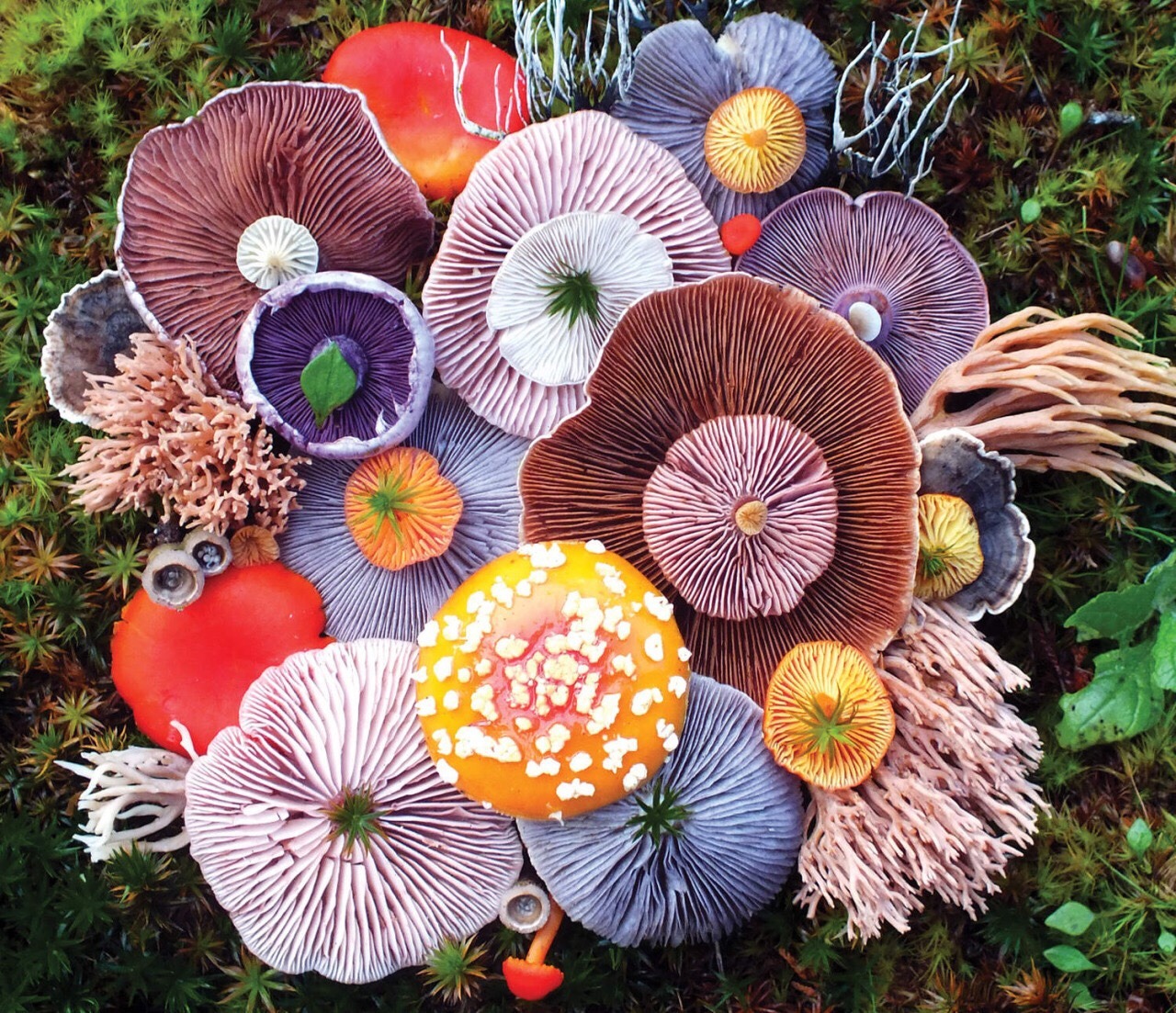 Buy Psilocybin for Anxiety in the UK: A Natural Approach to Mental Wellness
