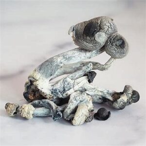 Magic Mushrooms for Spiritual Awareness, Cancer, and Depression: UK Delivery Guide