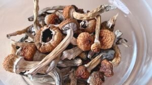 Psychedelic mushrooms benefits - Magic Bites UK 2026 guide for mental health and legal purchase options`